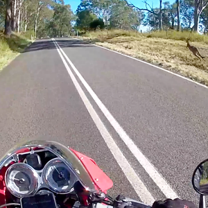 Meanwhile in Australia - It's kangaroo racing season.1