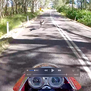 Meanwhile in Australia - It's kangaroo racing season.2